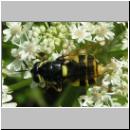 Stratiomys potamida - Waffenfliege w01.jpg